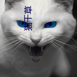 猫千草