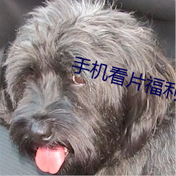 手(手)机看片福(福)利(利)