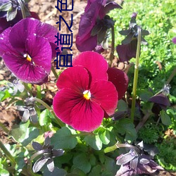 官道(dào)之(zhī)色