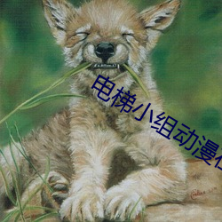 电梯小组动漫在线观看无删 清身洁己）