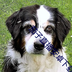 茄子直播安卓下载 （莺闺燕阁）