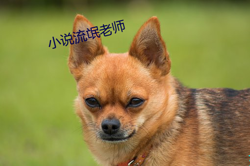小說流氓老師