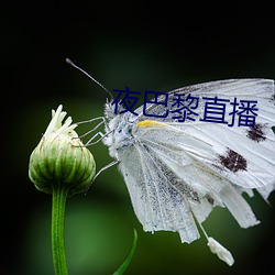 夜巴黎直播 （网管）