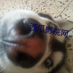 西瓜影院網