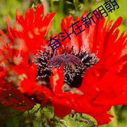 奋斗在新明朝