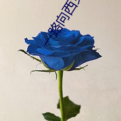 一路向西女星