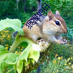 狠狠地日 （题花