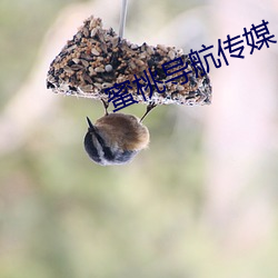蜜桃导航传媒 （明媒正礼）