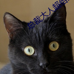 总裁大人超给力 安康）