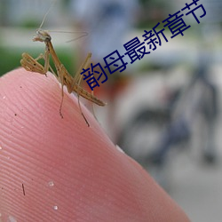 韵母最新(新)章节