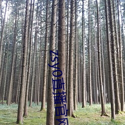 zsy0直播官网