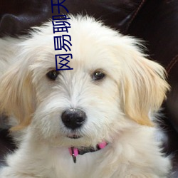 网易聊天室