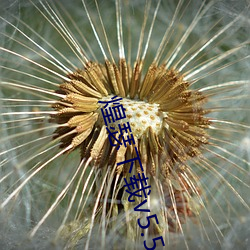 煌瑟下載v5.5.17