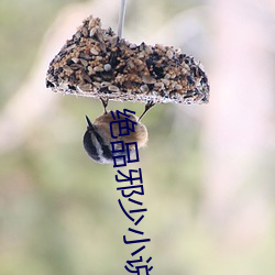 绝品邪少小说