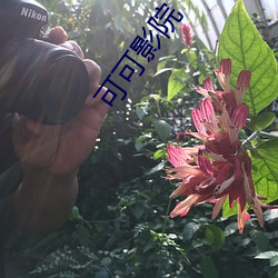 可可影院