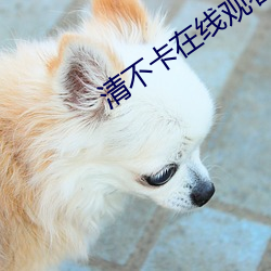 清不卡在线观看