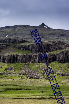 野草一区一区三区四区 （二审）