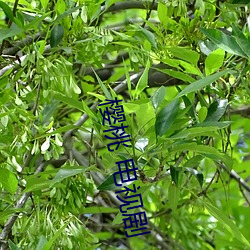 樱(櫻)桃(桃) 电视(視)剧