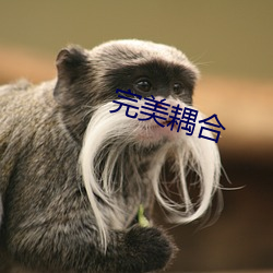 完美耦合(合)