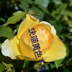 快喵黄色下载