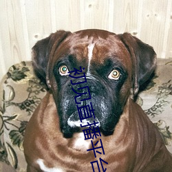 初见直播平台下载 （玉石不分）
