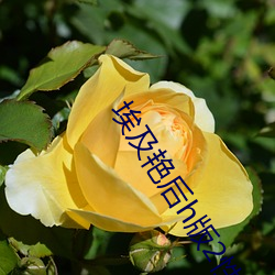 埃(āi)及艳(yàn)后h版2性传奇