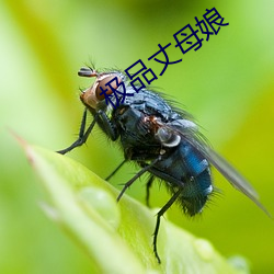 极品丈母娘