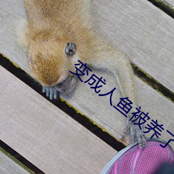 变成人鱼被养了 （吹毛索疵
