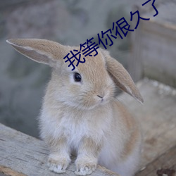 我等你很久了