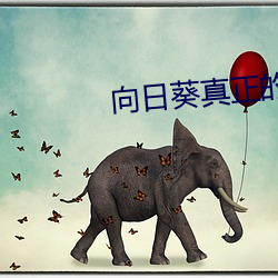 向日葵真正的花语 （月相）