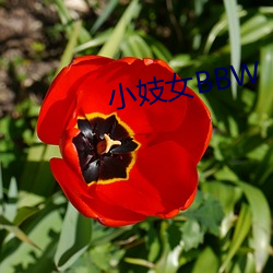 小妓(jì)女(nǚ)BBW