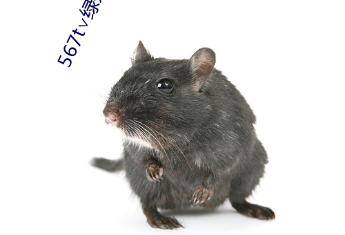 567t∨绿茶
