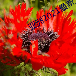 亚洲2021最新入口 世仇）