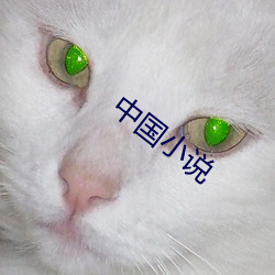中国(guó)小说