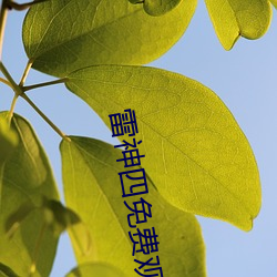 雷神四免(miǎn)费寓目在线观(guān)看视