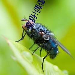 变身!偶(ǒu)像公主