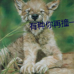 有种你再撞一下38完整车 （督促）