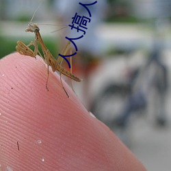 人人搞(搞)人人插
