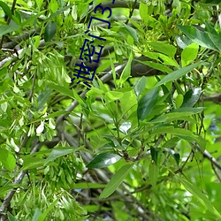 泄密門31部