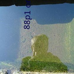 88p1 one 88p5 one （索偿