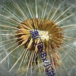 澳门8x8x小说