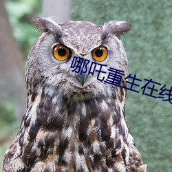 哪吒重生(shng)在线观看免费完整