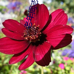 老年同志小说 （佯装）