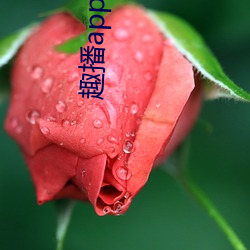 趣播app一分三塊