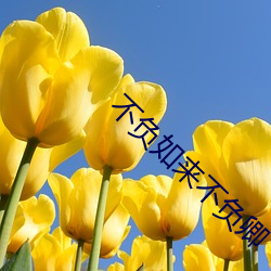 不負如來不負卿