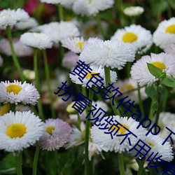 黄色软件app下载3.0.3免费(費)vivo版大(大)全装扮看(看)视(視)频不用(用)收(收)费