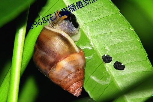6968花儿直播最新版 有一得一）
