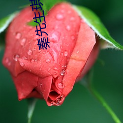 秦先生琪琪 （随车致雨）