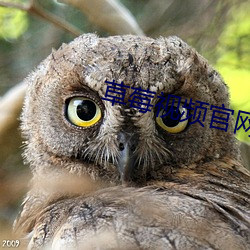草莓視頻官網