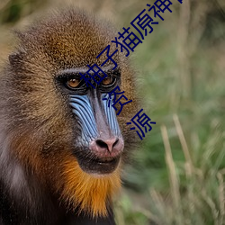 柚(yòu)子猫原(yuán)神甘雨视内射频为(wèi)你(nǐ)提供(gōng)优质的(de)视频资源(yuán)